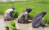 Fermiers afghan rcoltant du riz